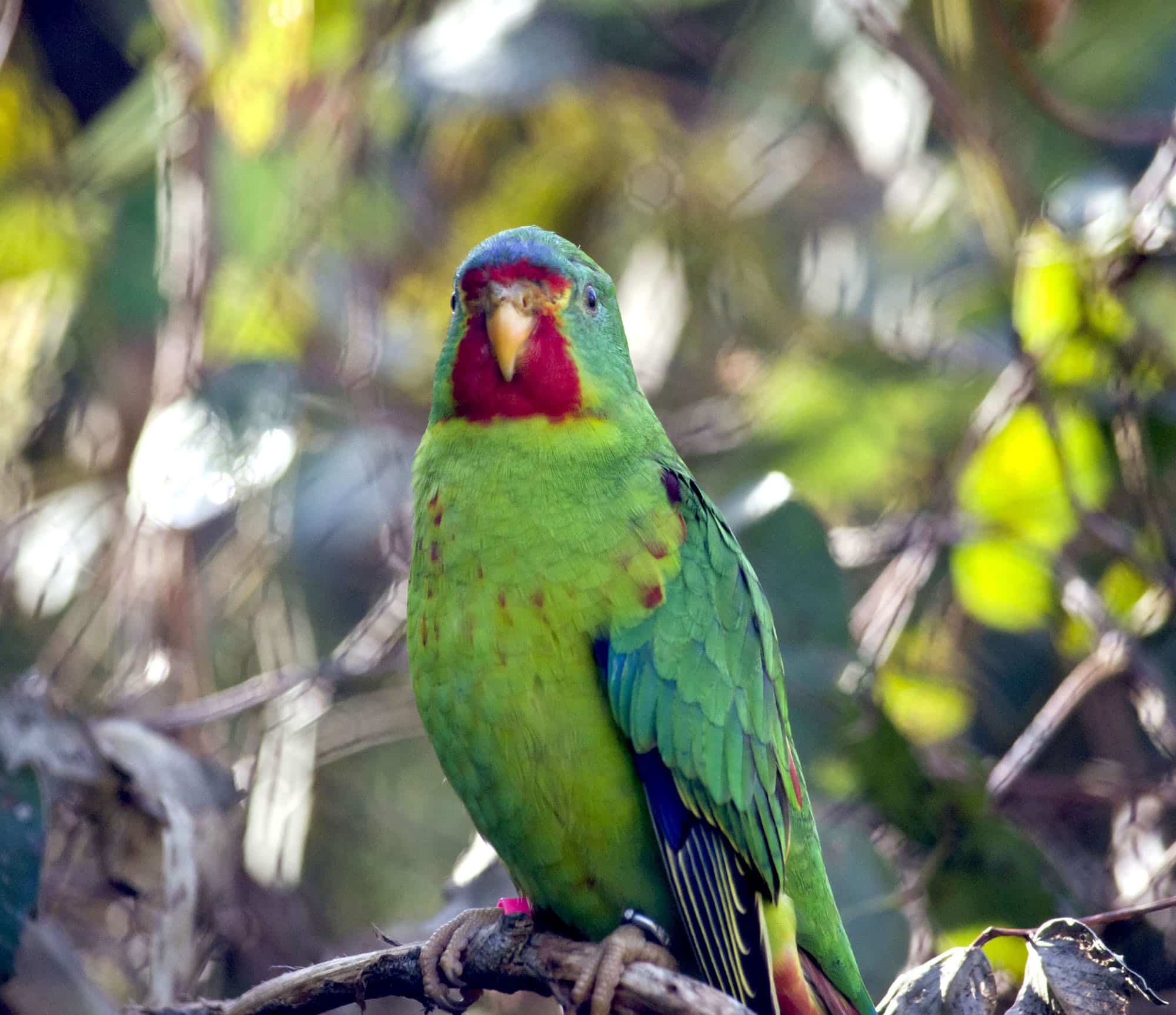 Thisisacloseupofaswiftparrot