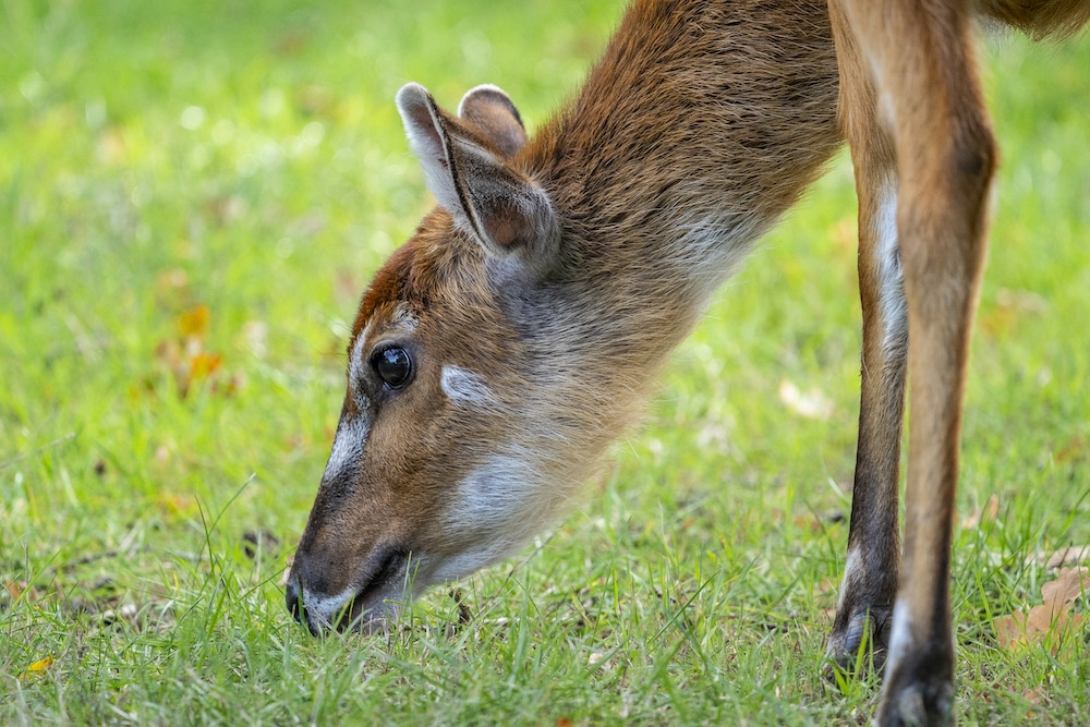 Sitatunga_at_marwell_zoo