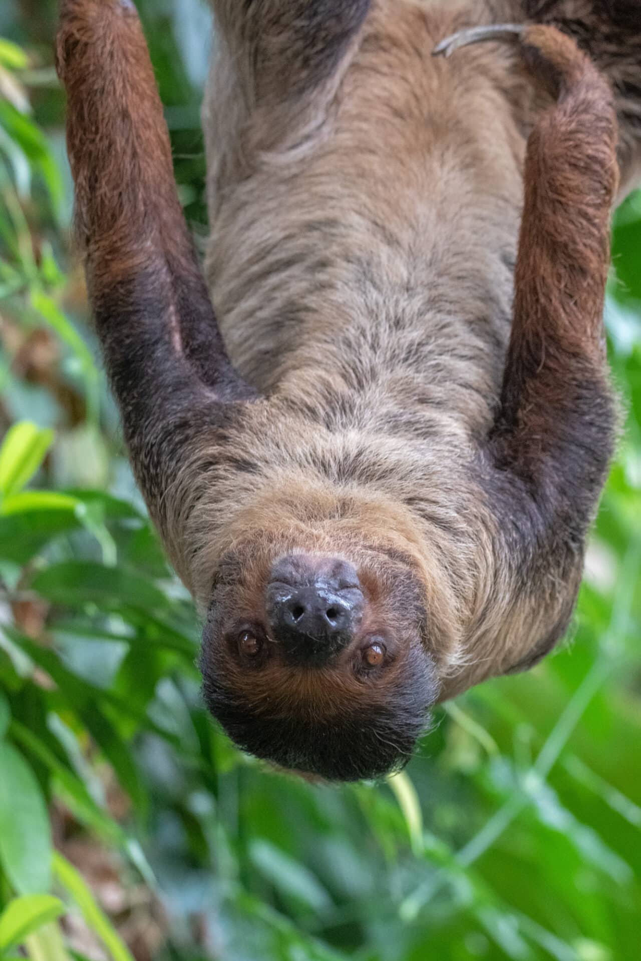 Sloth Named Santos Credit Banham Zoo 1