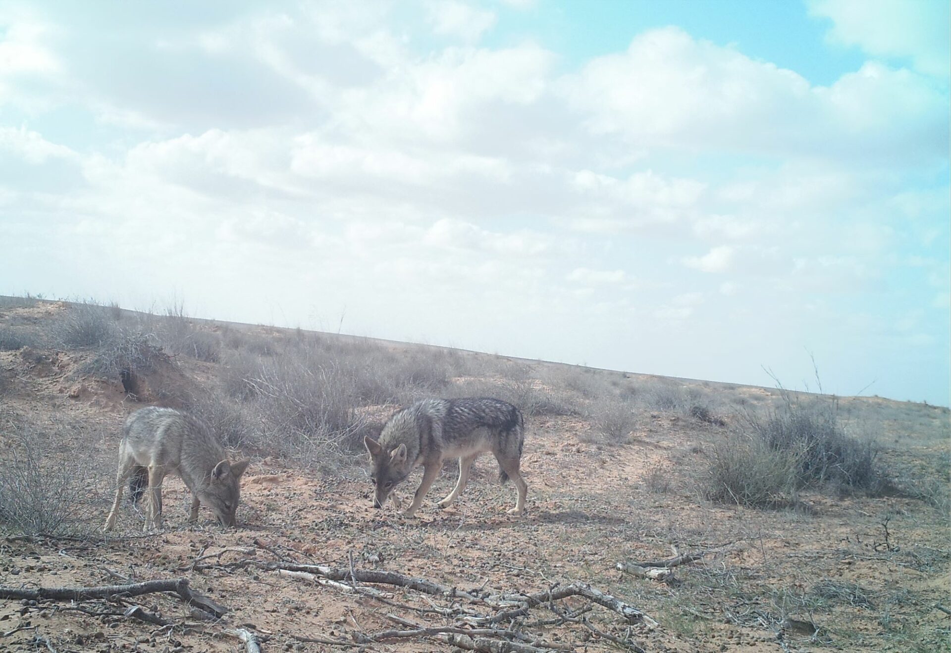 St_ct_african_golden_wolf_pair_2