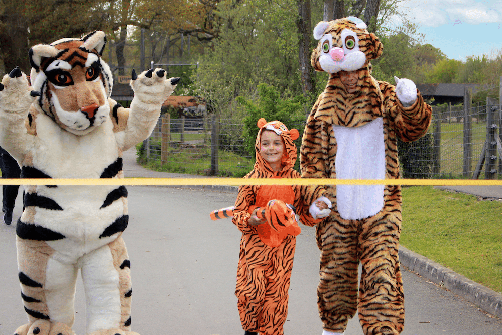 Tiger Teds Last Mile At Marwell Zoo Fundraising