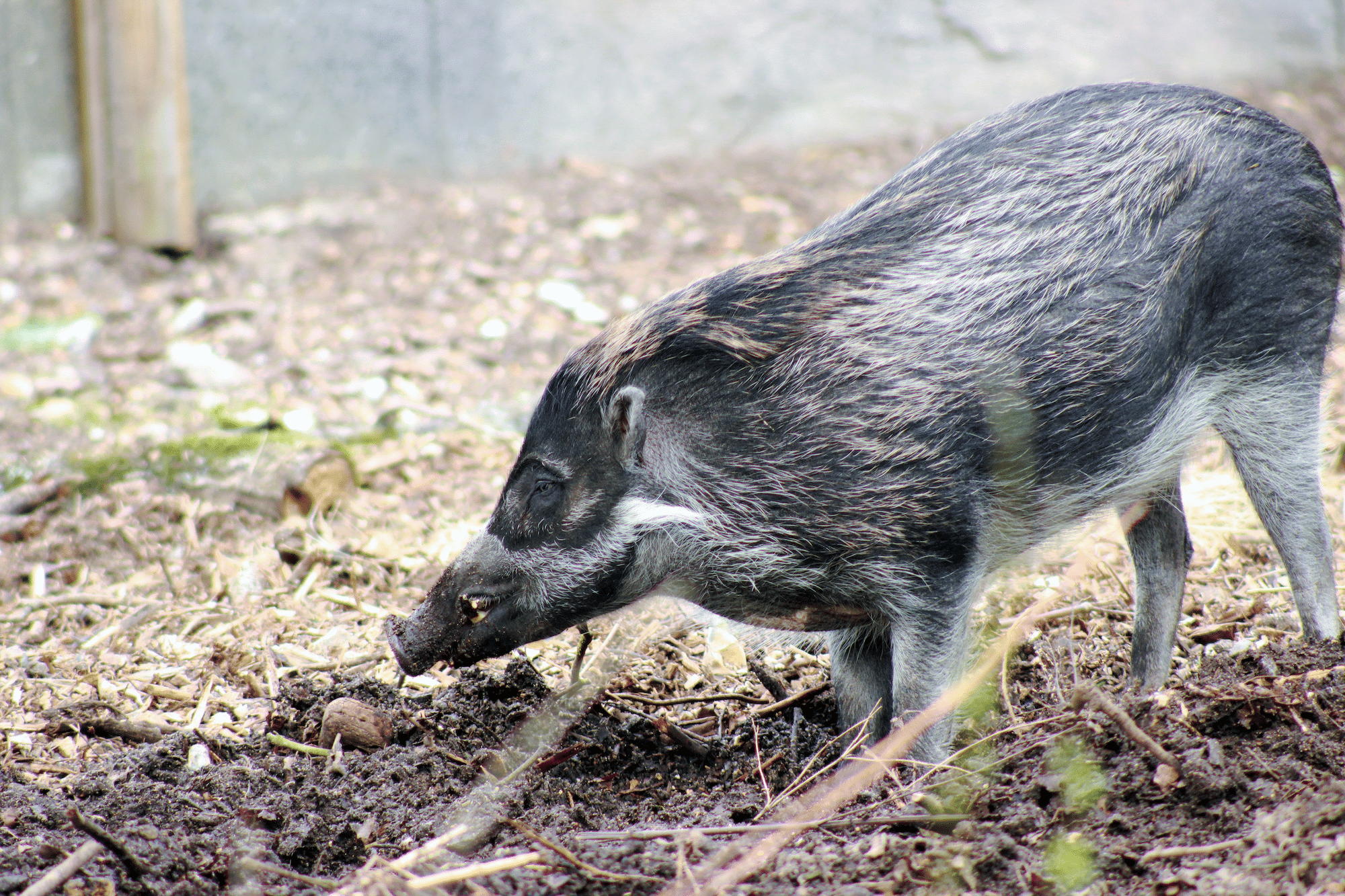 Visayan_warty_pig_at_marwell_zoo