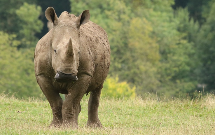 White Rhinoceros Ceratotherium Simum Marwell Zoo In Field