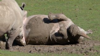 White Rhinoceros Ceratotherium Simum Marwell Zoo In Mud