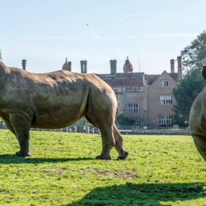 White Rhinoceros Ceratotherium Simum Marwell Zoo Marwell Hall