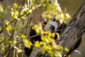 Zoo Photographer Credit Jason Brown Red Panda 10