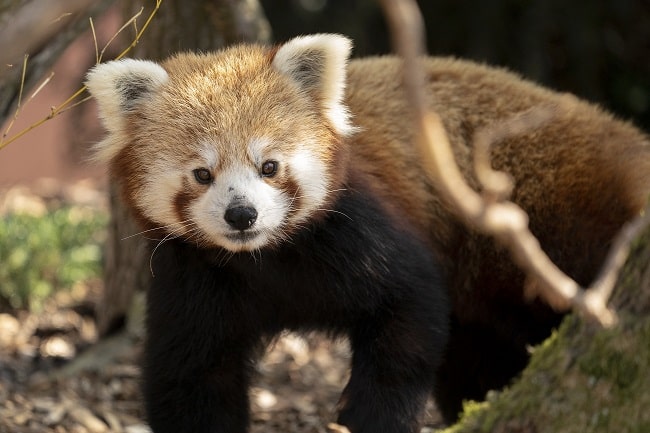 Zoo Photographer Credit Jason Brown Red Panda 9