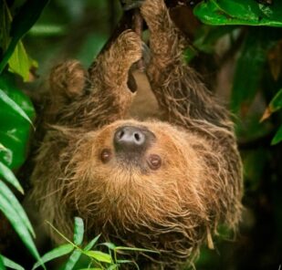 Zoo_photographer_ _credit_jason_brown_ _rica_22 09 18_3_24062019124612 2