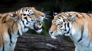 Amur Tiger Panthera Tigris Altaica Marwell Zoo 3