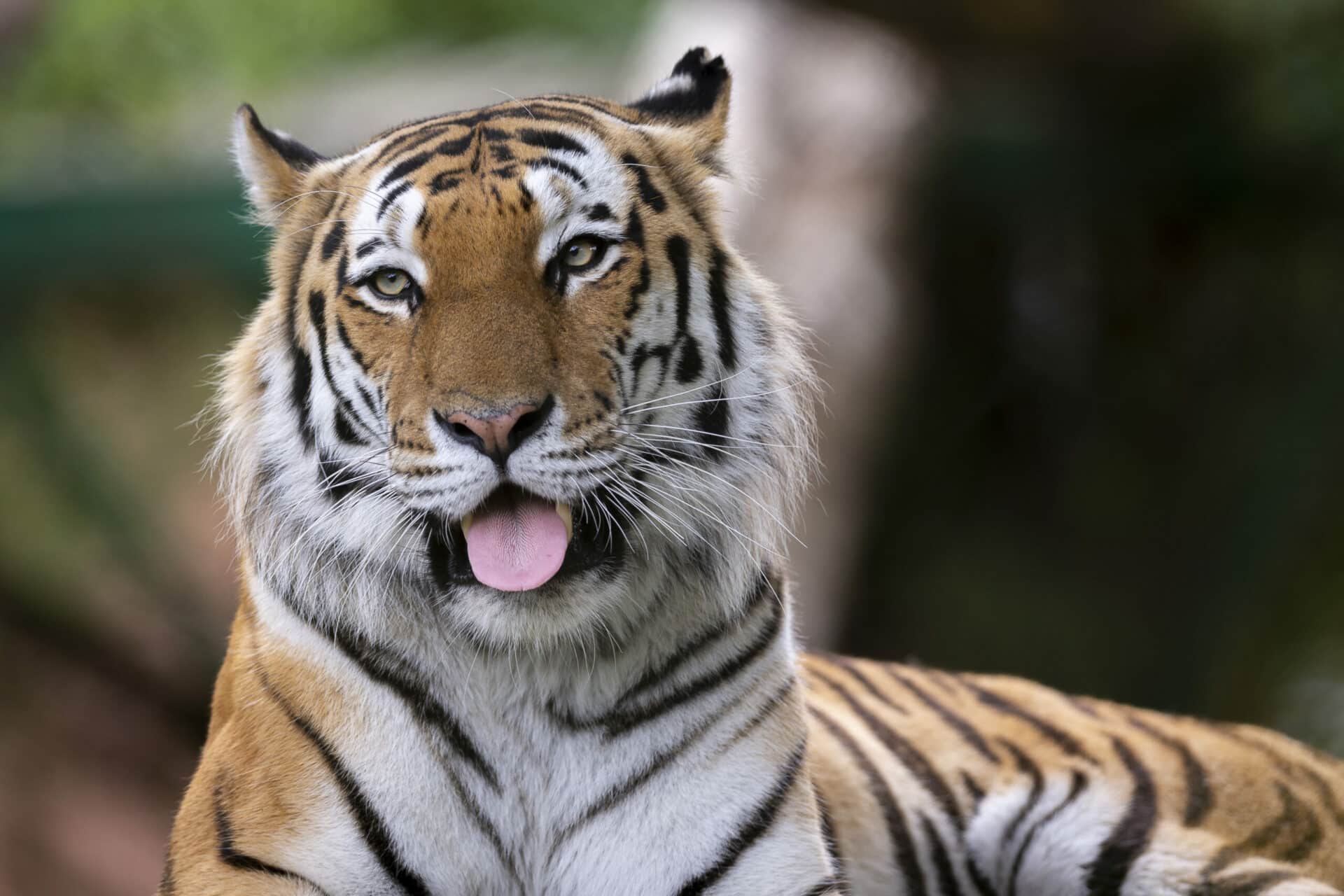 Amur Tiger Panthera Tigris Altaica Marwell Zoo Jason Brown 4