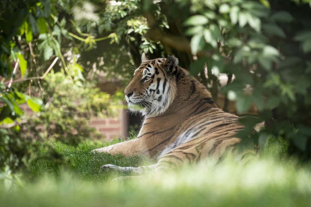 Amur Tiger Panthera Tigris Altaica Marwell Zoo Jason Brown Bagai