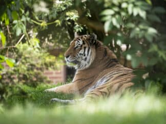 Amur Tiger Panthera Tigris Altaica Marwell Zoo Jason Brown Bagai