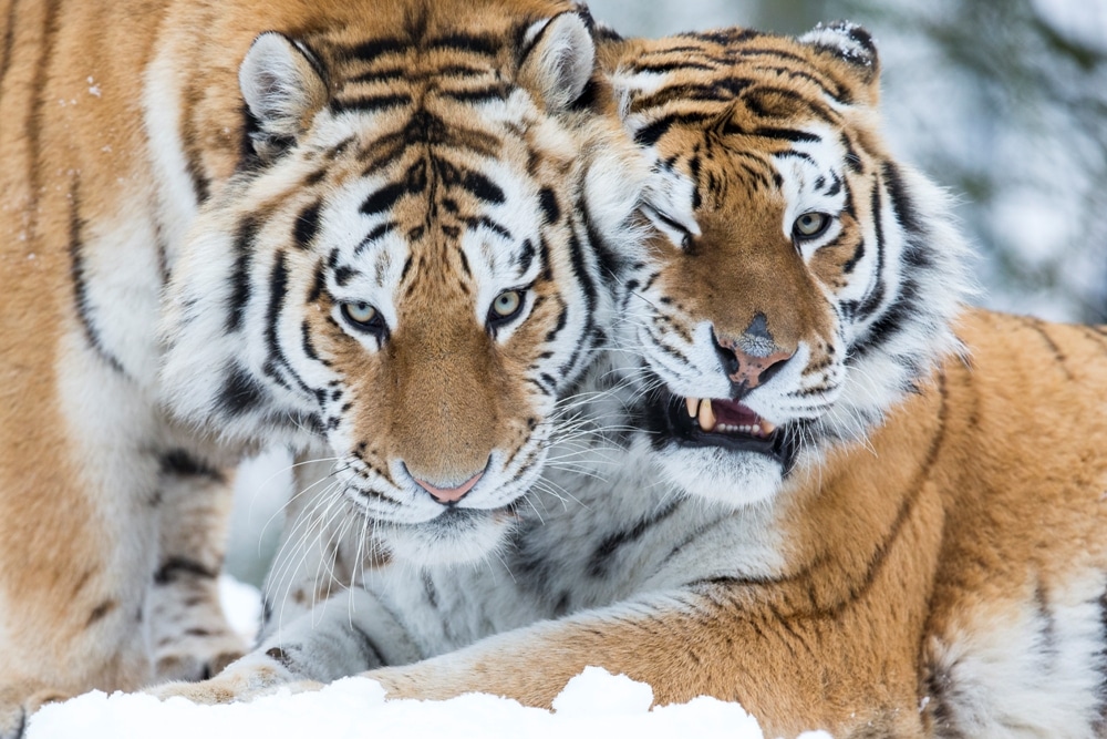 Amur Tiger Panthera Tigris Altaica Marwell Zoo Jason Brown In Snow