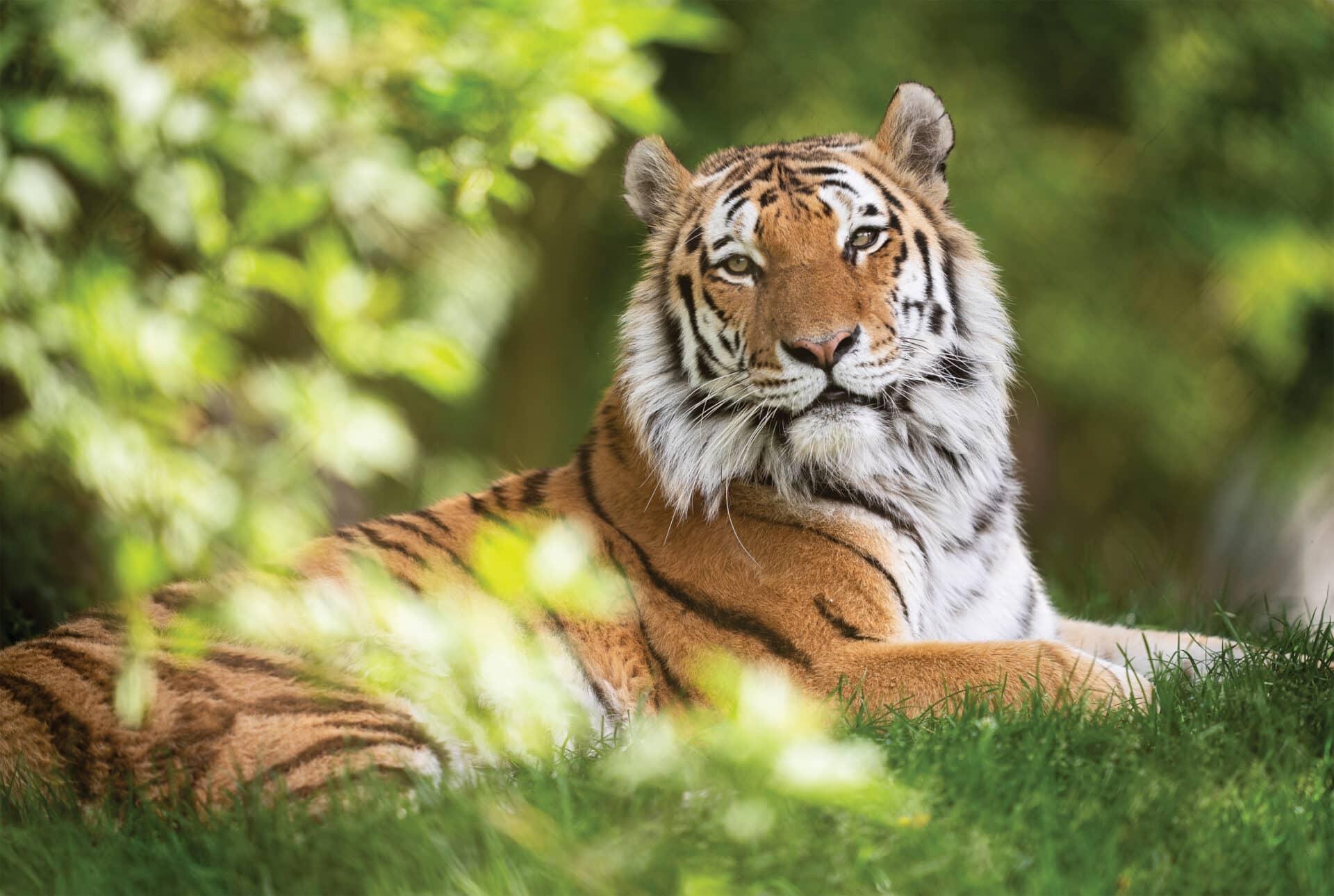 Amur Tiger Panthera tigris altaica at Marwell Zoo