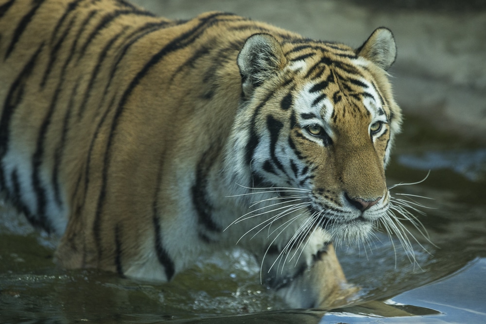 Amur Tiger Panthera Tigris Altaica Marwell Zoo Bagai