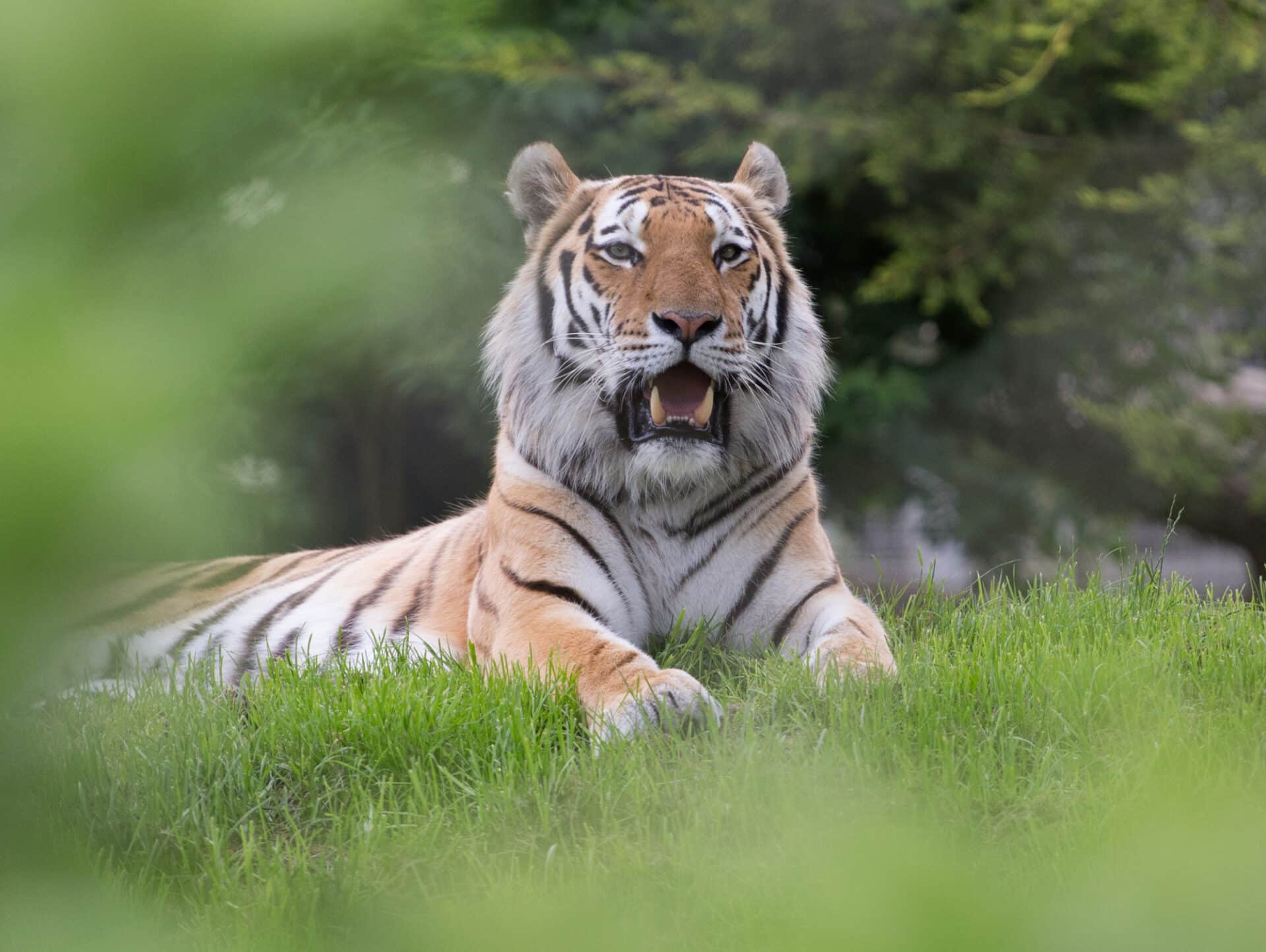 Amur Tiger Panthera Tigris Altaica Marwell Zoo 26072016175154