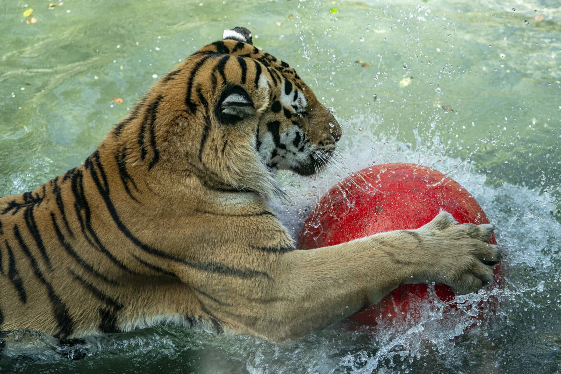 Amur Tiger Panthera Tigris Altaica Marwell Zoo Enrichment Scaled