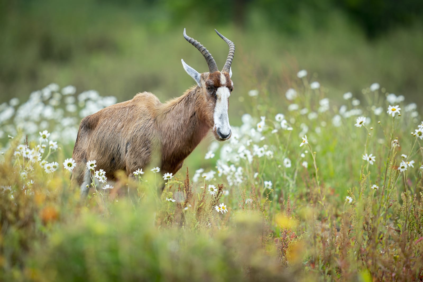 Blesbok Damaliscus Pygargus Marwell Zoo Jason Brown Blesbok 7