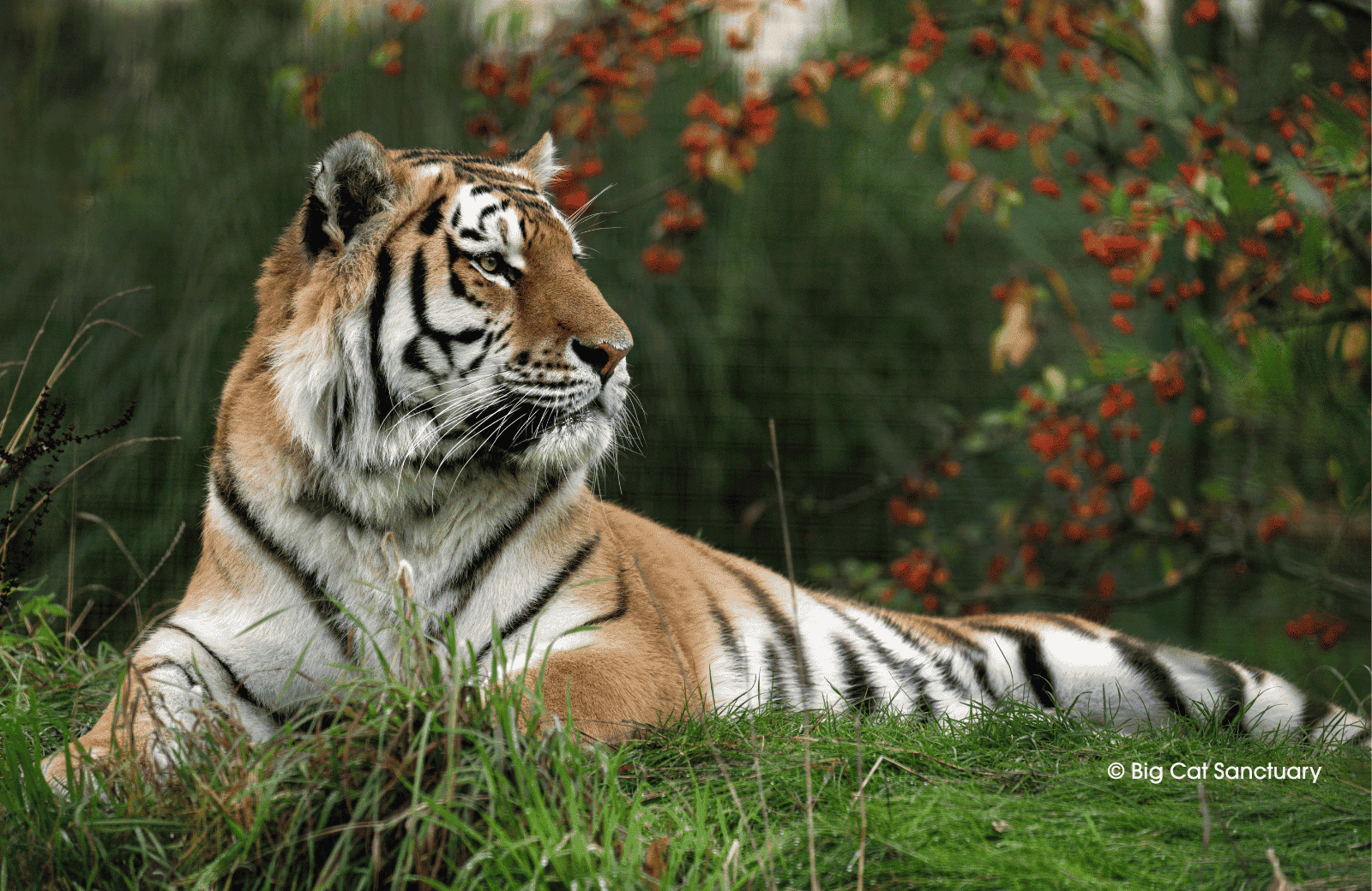 Amur tiger at The Big Cat Sanctuary