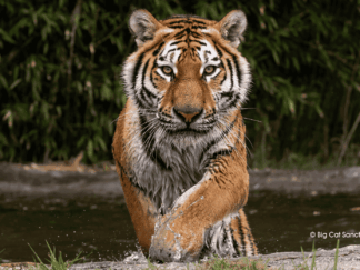 Amur Tiger at The Big Cat Sanctuary