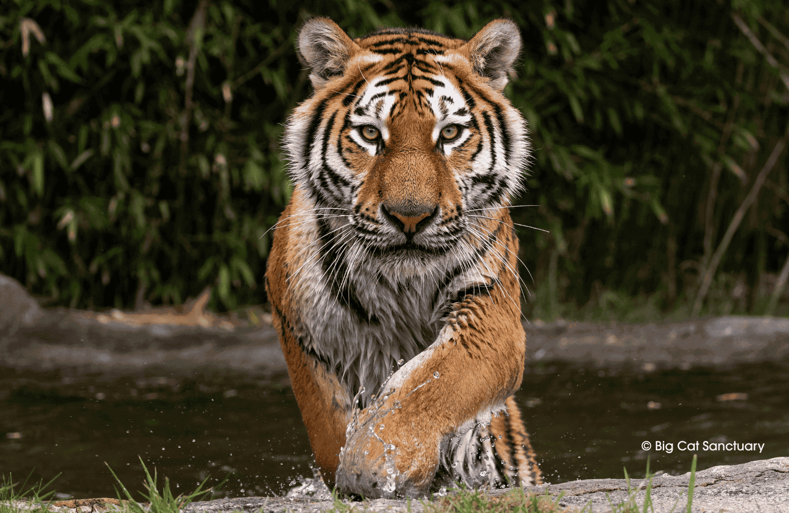 Amur Tiger at The Big Cat Sanctuary