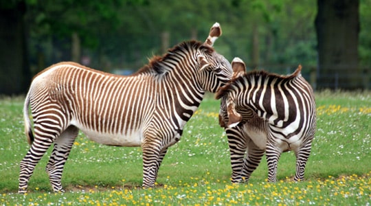 Hartmanns Mountain Zebra Equus Zebra Hartmannae Marwell Zoo Two Zebras
