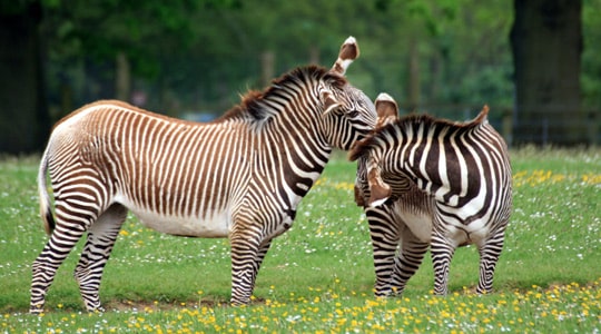 Hartmanns Mountain Zebra Equus Zebra Hartmannae Marwell Zoo Two Zebras