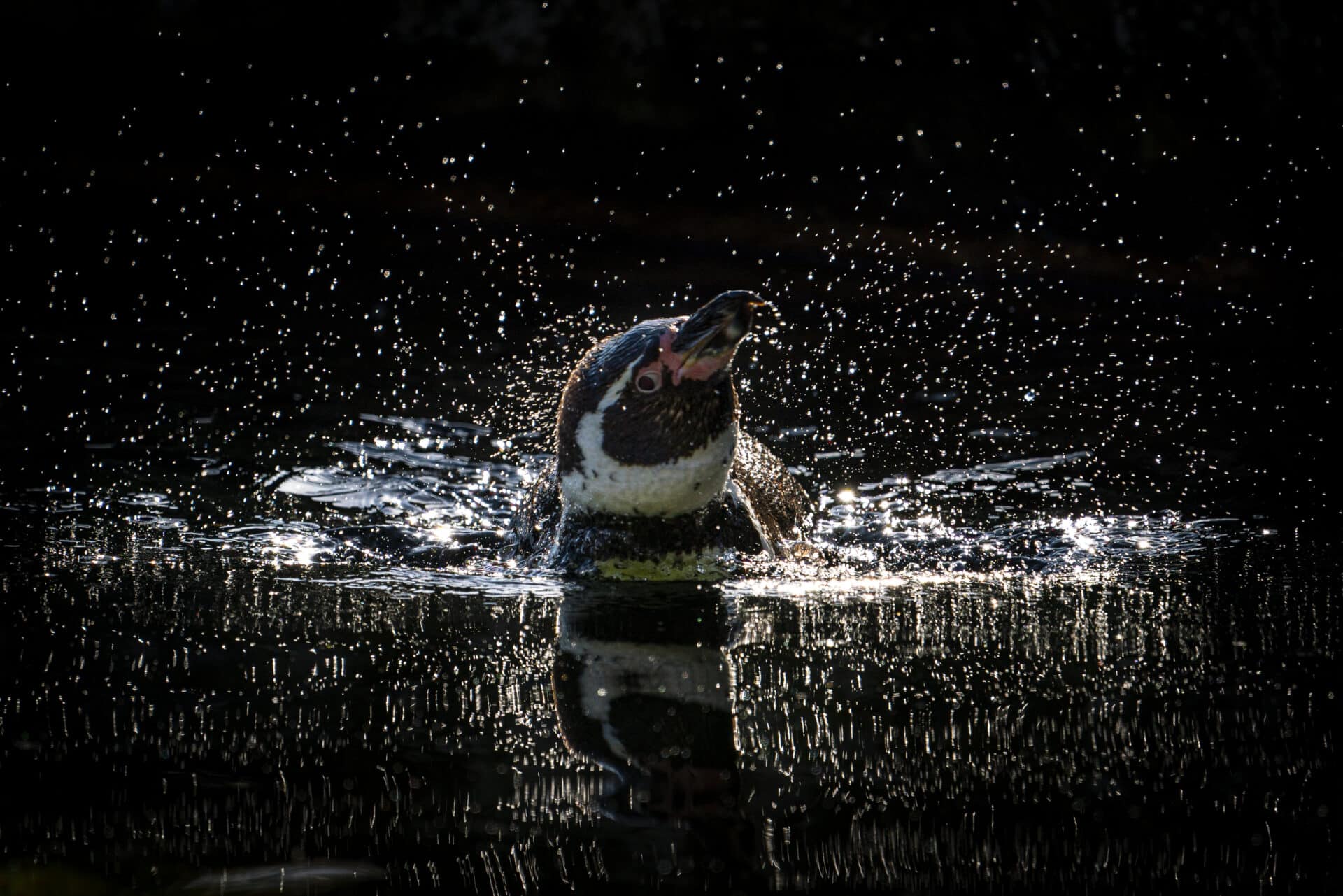 Humbolt Penguin Spheniscus Humboldti Marwell Zoo Jason Brown 1