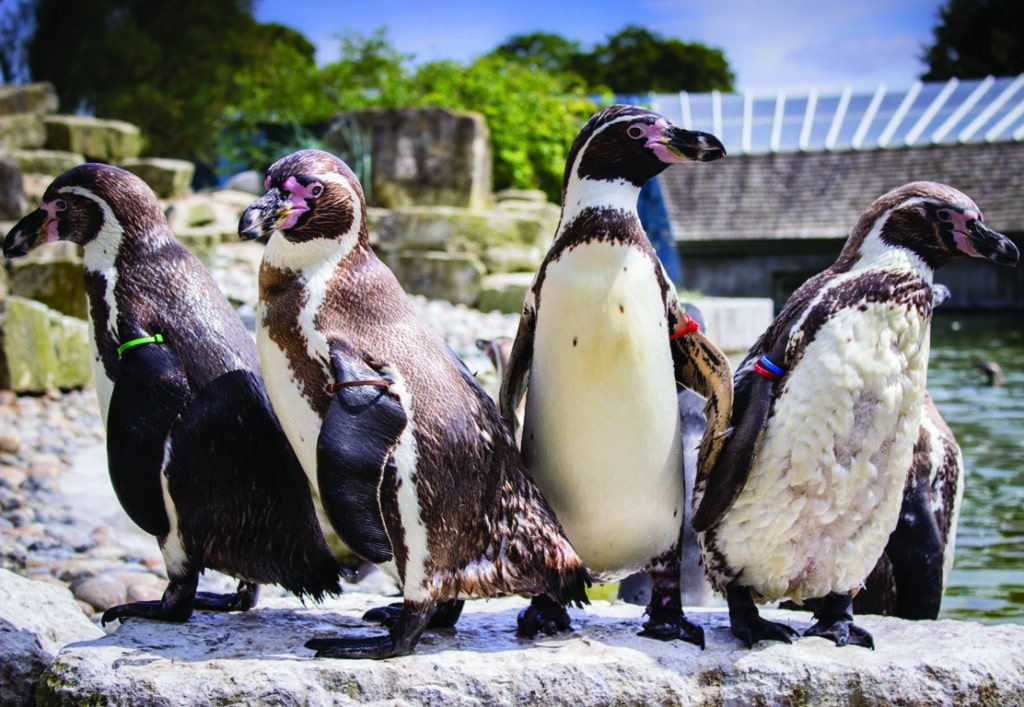 Humbolt Penguin Spheniscus Humboldti Marwell Zoo Jason Brown 2