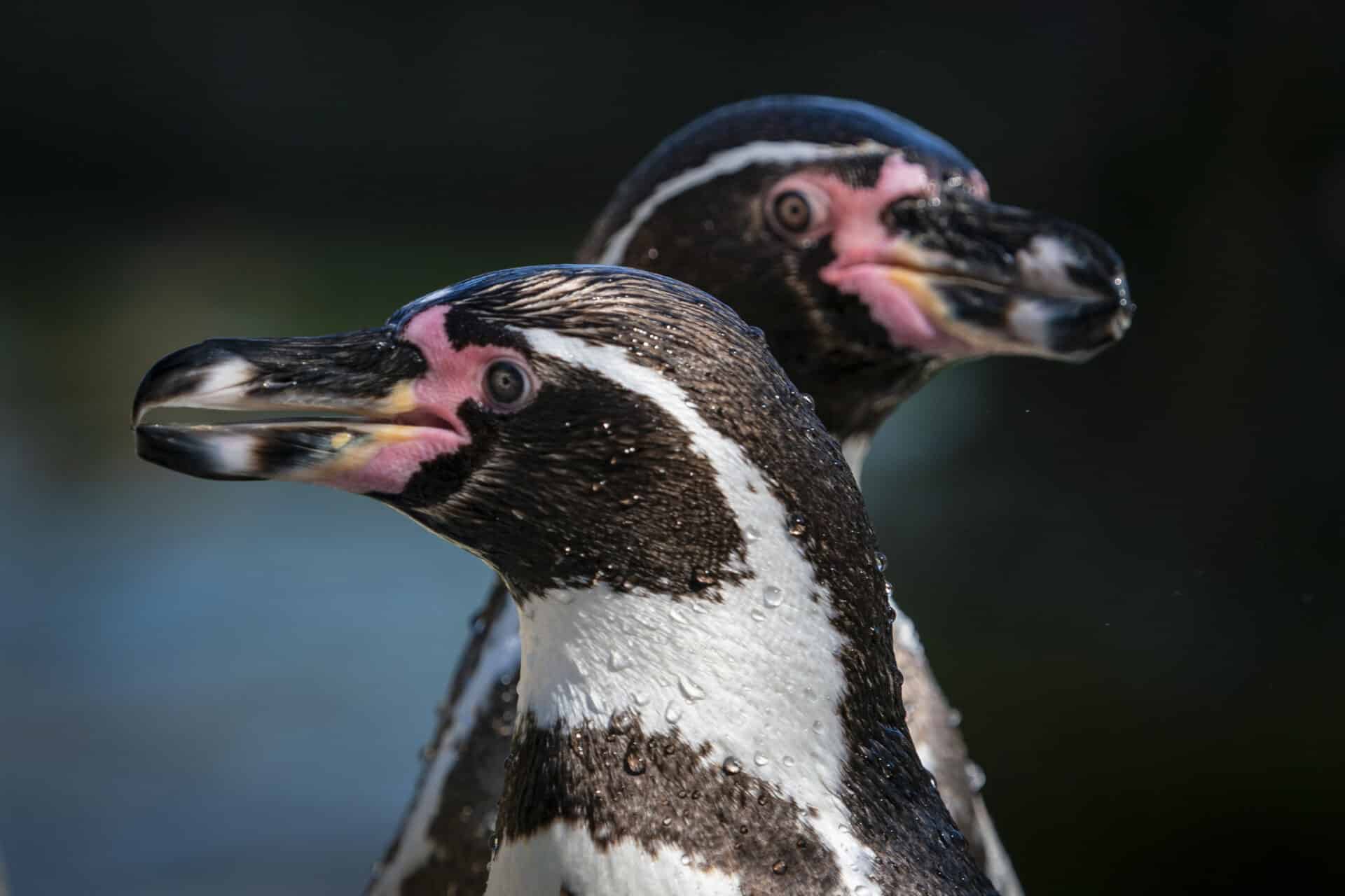 Humbolt Penguin Spheniscus Humboldti Marwell Zoo Lawrie Brailey 2