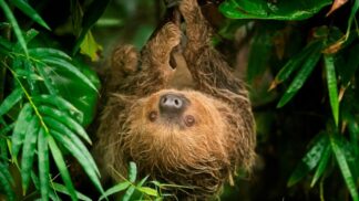 Linnes Two Toed Sloth Choloepus Didactylus Marwell Zoo Jason Brown Rica 22 09 18