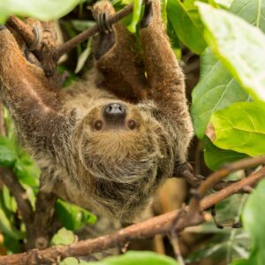 Linnes Two Toed Sloth Choloepus Didactylus Marwell Zoo Sloth