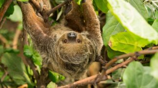 Linnes Two Toed Sloth Choloepus Didactylus Marwell Zoo Sloth