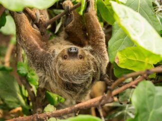 Linnes Two Toed Sloth Choloepus Didactylus Marwell Zoo Sloth