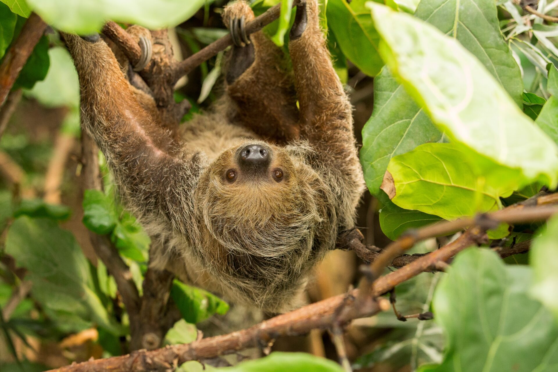 Linnes Two Toed Sloth Choloepus Didactylus Marwell Zoo Sloth