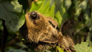 Linnes Two Toed Sloth Choloepus Didactylus Marwell Zoo Th Sloth