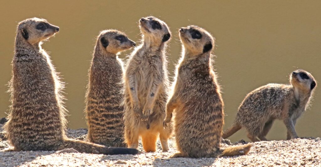 Meerkat Suricata Suricatta Marwell Zoo Keep In Touch