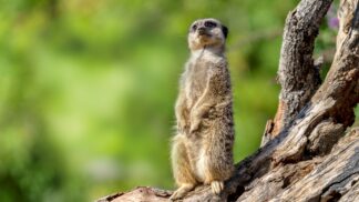 Meerkat Suricata Suricatta Marwell Zoo Jason Brown Meerkat Sitting Up 2