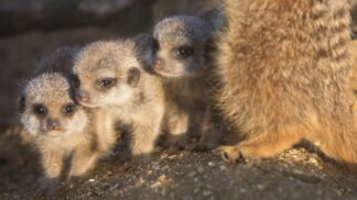 Meerkat Suricata Suricatta Marwell Zoo Meerkats Pups