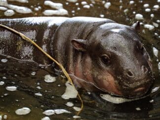 Pygmy Hippopotamus Choeropsis Liberiensis Marwell Zoo Mark Fryer