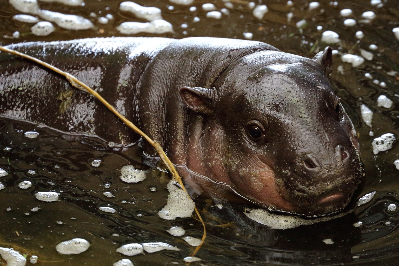 Pygmy Hippopotamus Choeropsis Liberiensis Marwell Zoo Mark Fryer