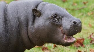 Pygmy Hippopotamus Choeropsis Liberiensis Marwell Zoo Paul Riley 5