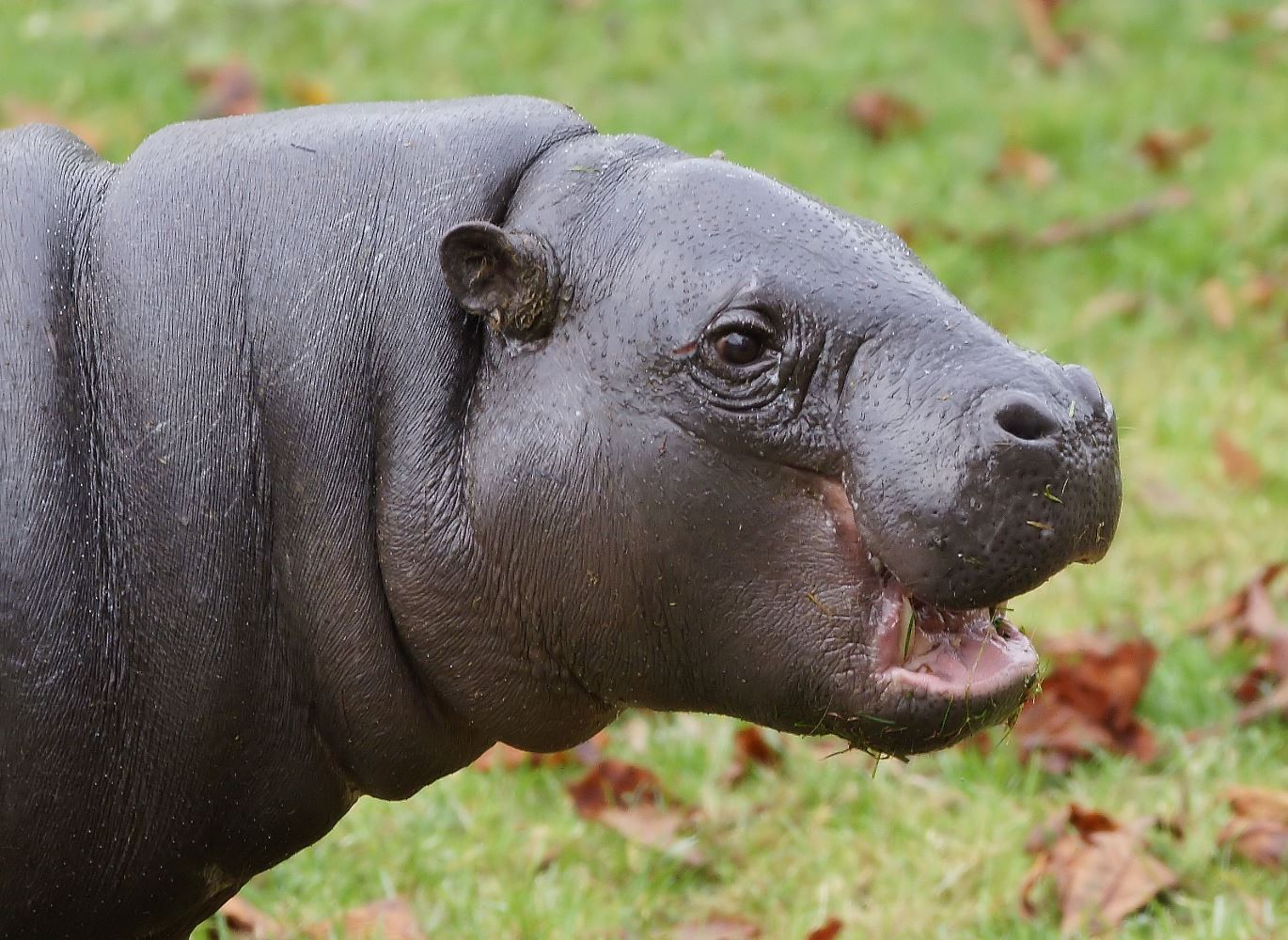 Pygmy Hippopotamus Choeropsis Liberiensis Marwell Zoo Paul Riley 5