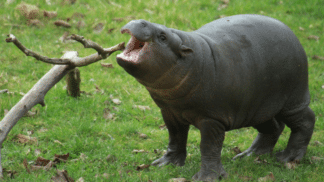 Pygmy Hippopotamus Choeropsis Liberiensis Marwell Zoo Feeding Time