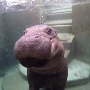 Pygmy Hippopotamus Choeropsis Liberiensis Marwell Zoo Swimming