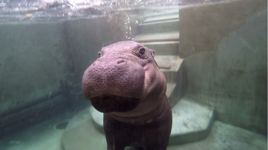 Pygmy Hippopotamus Choeropsis Liberiensis Marwell Zoo Swimming