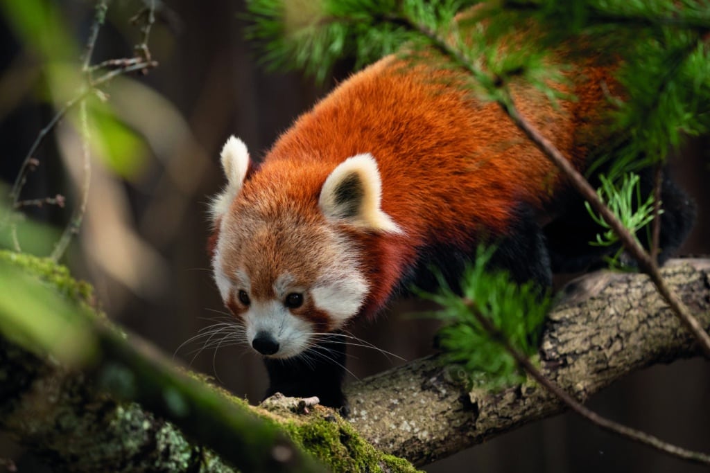 Red Panda Ailurus Fulgens Marwell Zoo Jason Brown Mei Mei New Home