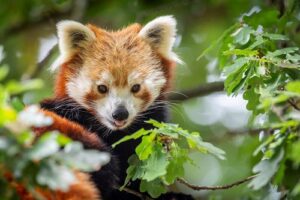 Red Panda Ailurus Fulgens Marwell Zoo Mei