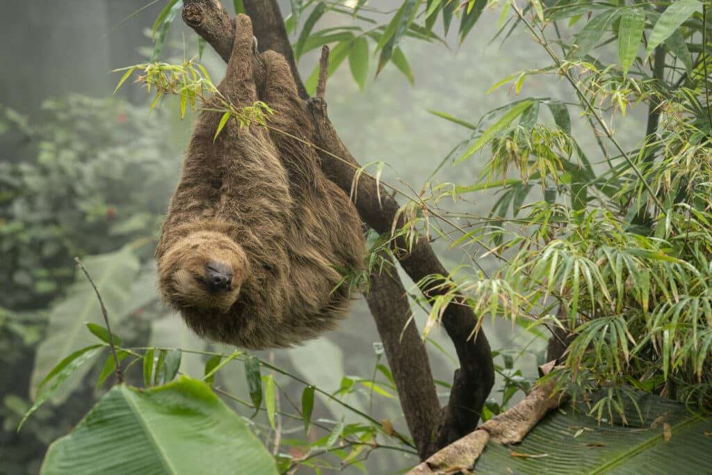 Sloth Choloepus Didactylus Marwell Zoo Jason Brown Rica Hanging Out 9