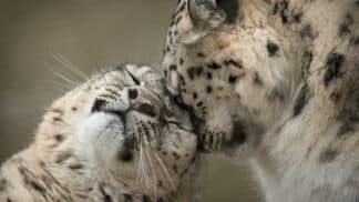 Snow Leopard Panthera Uncia Marwell Zoo Lawrie Brailey Photography Competition 2